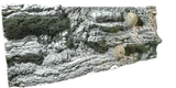 Back to Nature Reef Background