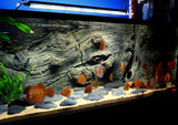 Back to Nature Orinoco Juwel Background