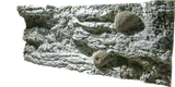 Back to Nature Reef Background