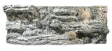 Back to Nature Reef Background